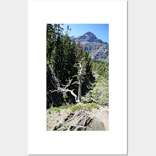 Glacier National Park, Dead Tree and Mountain Posters and Art